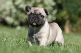BOULEDOGUE FRANCAIS 471